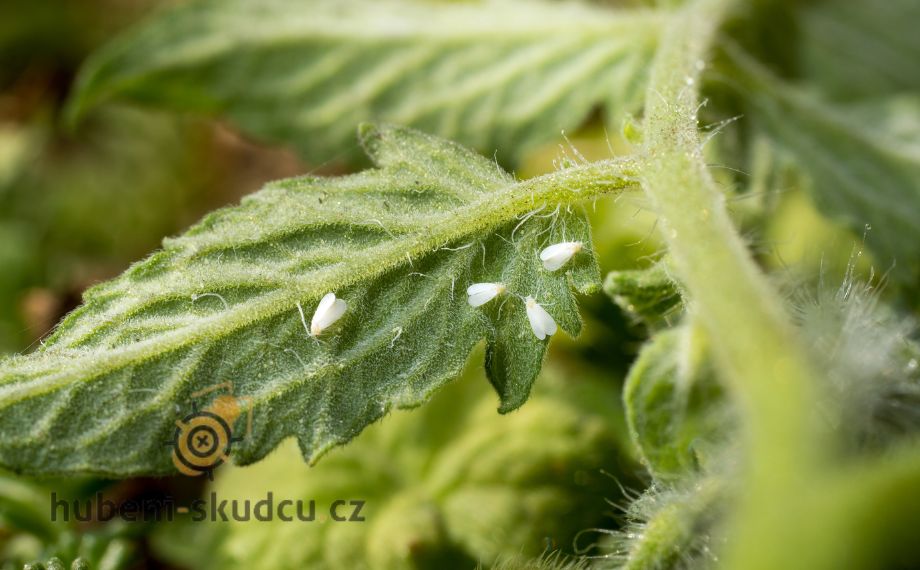 molice skleníková - Trialeurodes vaporariorum